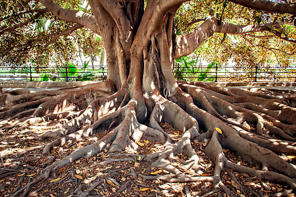Centenarian tree Big Ficus tree with roots solid stock pictures, royalty-free photos & images