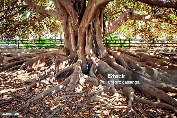 Centenarian Tree Stock Photo - Download Image Now - Stability, Strength, Origins