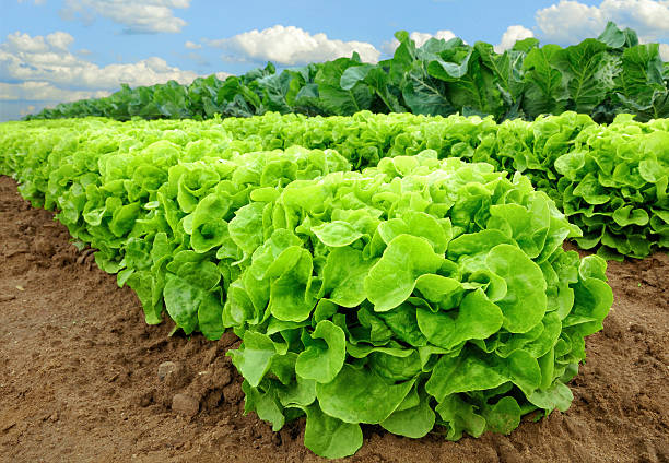 Fresh lettuce on a field stock photo