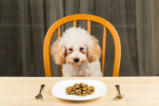 A bored and uninterested poodle puppy looking at a plate of kibbles on the table