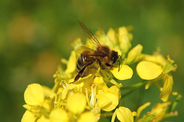 istock Closeup of bee on mustard flower 468847720
