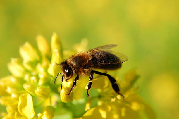 istock Closeup of bee on mustard flower 468847752