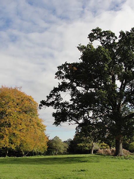 istock Leaves turning yellow at Rousham Garden 468847830