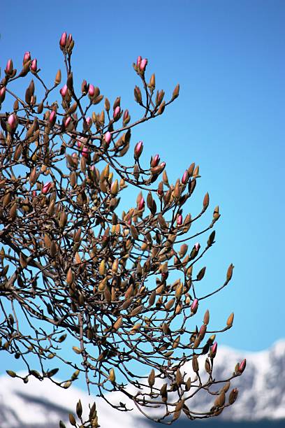 In spring - tulip tree begins to bloom on Lake Maggiore - azure blue, tree, blooms, flowers, flowers, botany, spring flowers, garden, buds, lago maggiore, magnolia, magnolia, magnolia, magnolia tree, sun, tulip tree, valentine, valentine's day, white, ornamental shrubs, delicate