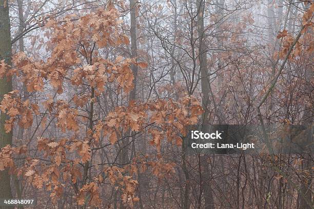 Drzewa Z Czerwony Jesień Liście W Mgle Solnej - zdjęcia stockowe i więcej obrazów Czerwony - Czerwony, Deszcz, Drewno - Tworzywo