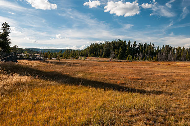 Autumn meadow in Yellowstone NP. stock photo