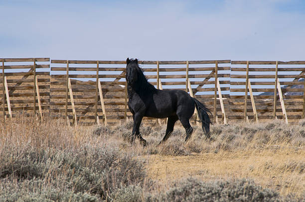 istock wild horse fence horizontal 468850804
