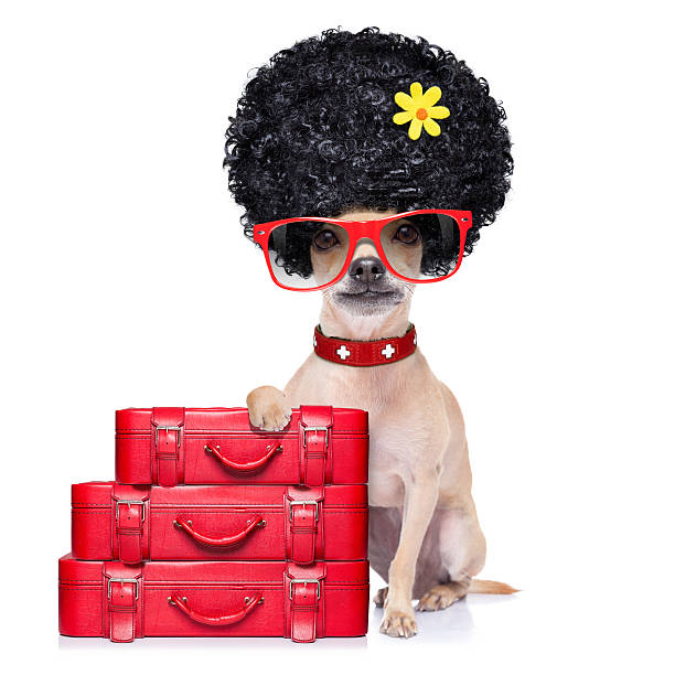 istock funny dumb vacation dog 468850814