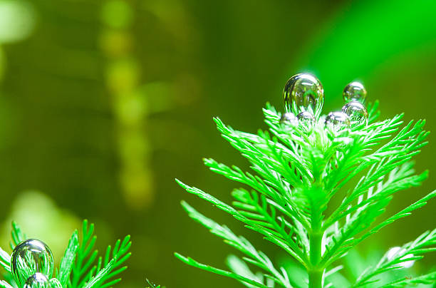 水生植物で酸素の吹き出し付き - myriophyllum aquaticum ストックフォトと画像