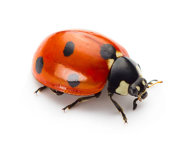 joaninha  - ladybug insect white isolated - fotografias e filmes do acervo