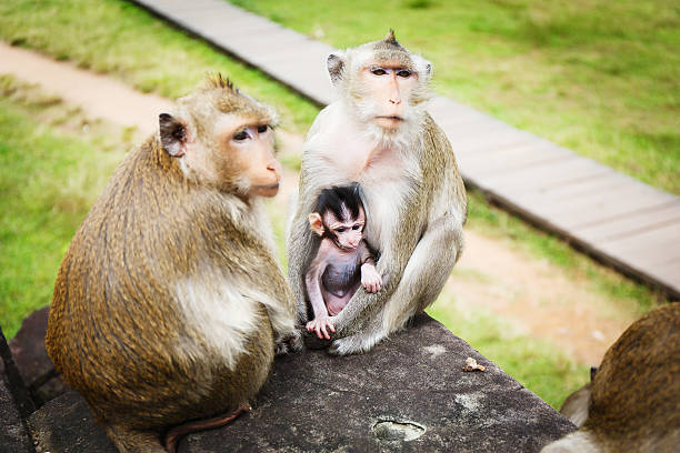 istock Family of monkeys 468853180