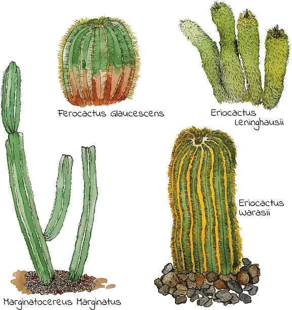 Vector illustration of Cacti watercolor sketch set