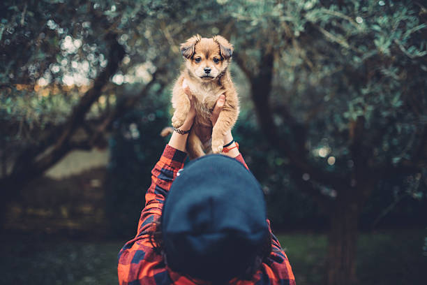 Teenager girl holding a cute puppy stock photo