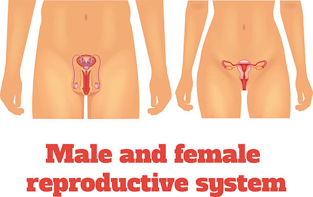мужчина и женщина, репродуктивной системы. векторная иллюстрация - головка пениса иллюстрации stock illustrations