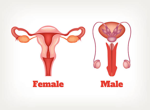 мужчина и женщина, репродуктивной системы. вектор икона набор - головка пениса иллюстрации stock illustrations
