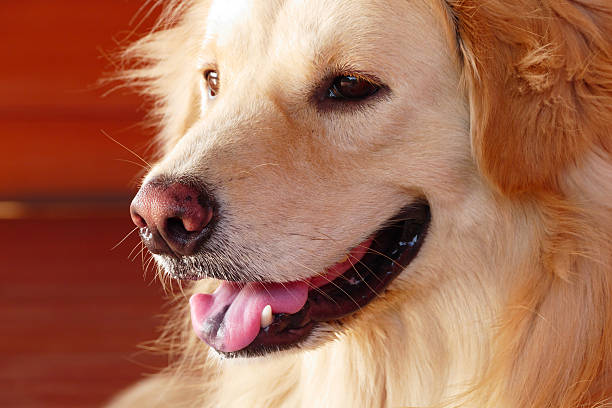istock Cute Face Golden Retriever Dog 468857158