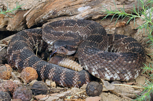 istock Southern Pacific Rattlesnake (Crotalus viridis helleri). 468857442
