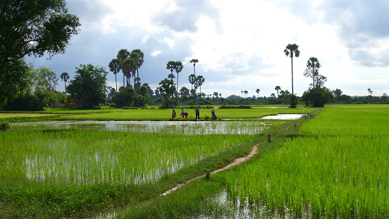 Siem Reap, Cambodia - September 12, 2012: Cambodians working in the rice field near Siem Reap.