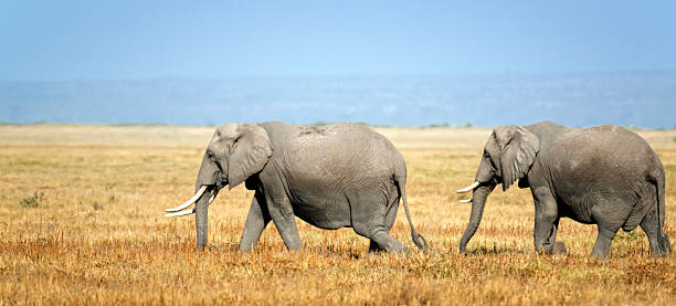 istock Herd of African Elephants 468860433