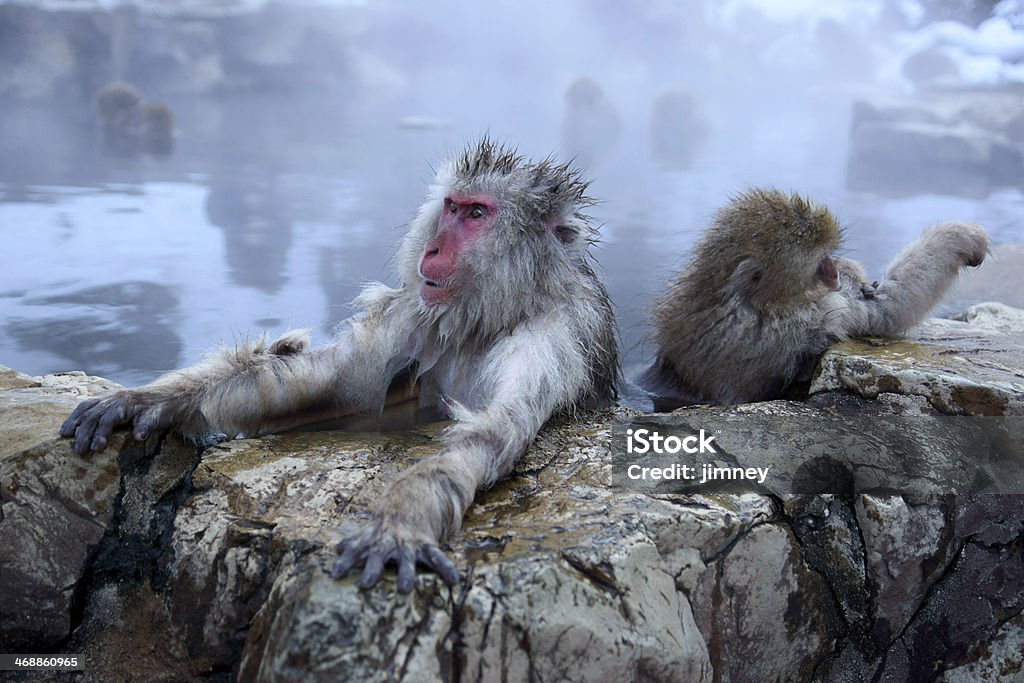 Snow Monkey Snow Monkey at Jigokudani Onsen in Nagano, Japan. Animal Stock Photo