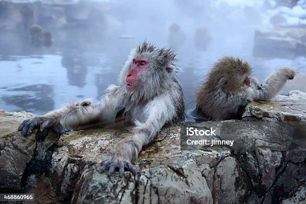 Snow Monkey Stock Photo - Download Image Now - Animal, Animals In The Wild, Asia