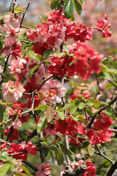 nahaufnahme der gruppe filiale von roter apfel blüten - cut flowers white small still life stock-fotos und bilder