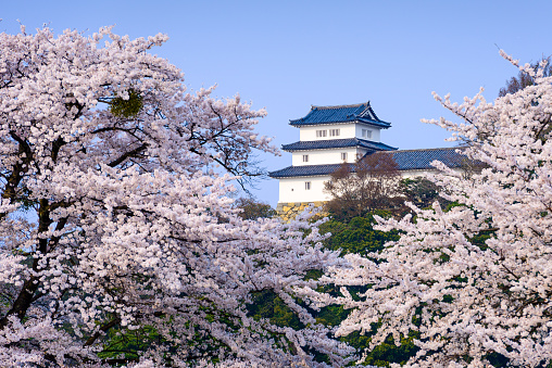 Hiking, Japan - April 10, 2014: Hikone Castle corner tower in the spring season. The castle was completed in 1622 and is one of the oldest original-construction castles in the country.