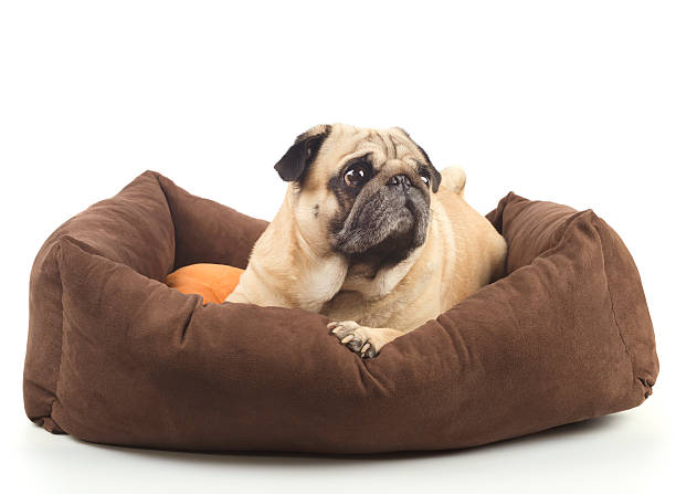 istock Close-up of Pug 468862138