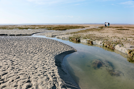 Le Crotoy, France - April 5, 2014: People discovering nature with a guide at low tide, Somme Bay (Baie de Somme), Picardy, France.