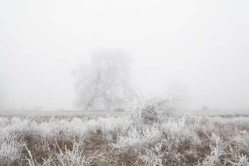 Frozen tree in mist with grass and bush covered by frost