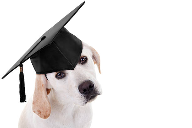 Graduation Graduate Dog Graduation graduate puppy dog in cap on white with copy space obedience training stock pictures, royalty-free photos & images