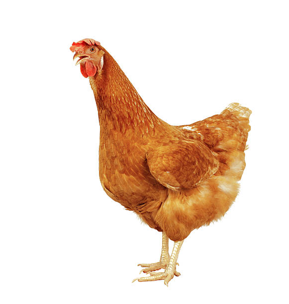 istock full body of brown chicken 468863020