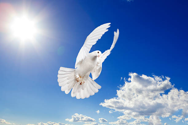 istock white dove in the sky 468863898