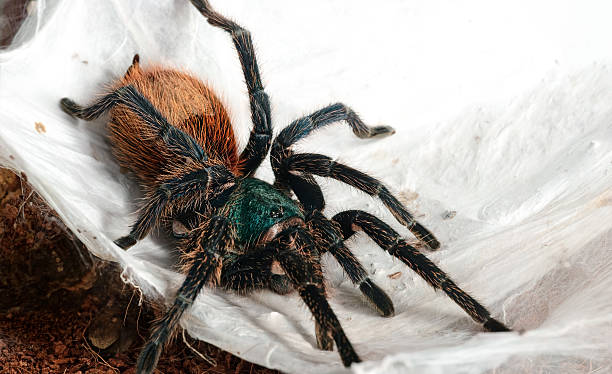 istock The Chromatopelma cyaneopubescens 468865511