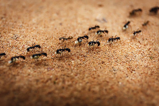 marchando ants - hormiga fotografías e imágenes de stock