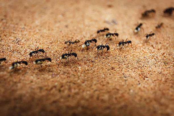 marchar formigas - colony swarm of insects pest animal imagens e fotografias de stock