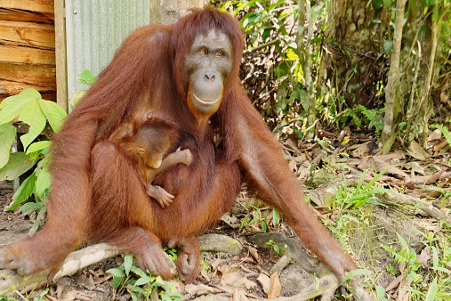 A female of the orangutan with a cub in a native habitat.The cub of the orangutan cuddles mum. Borneo Rainforest.