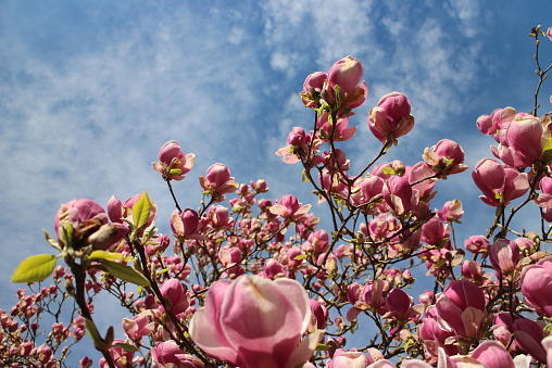 Red Magnolia blossoms and sunny, blue skies