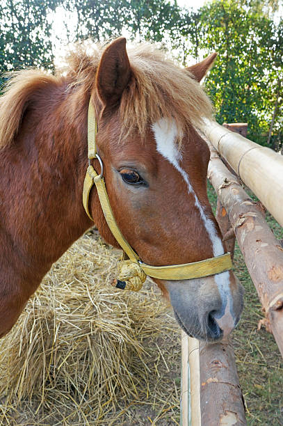 istock Beautiful brown horse 468867907