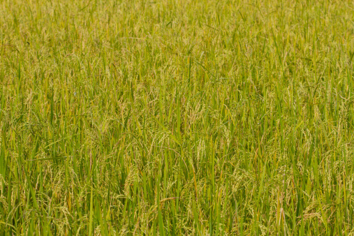 Rice ready for harvest on an Arkansas farm