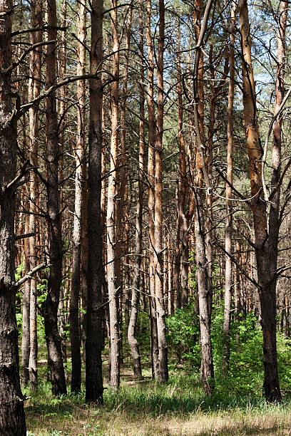 istock pine forest beautiful sunny lots of greenery fresh air 468871378