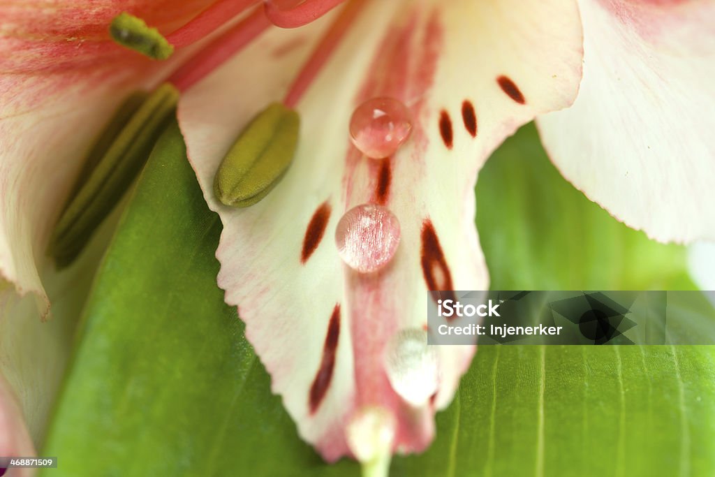 Orchid with dew close up Background from an orchid with dew close up Beauty Stock Photo