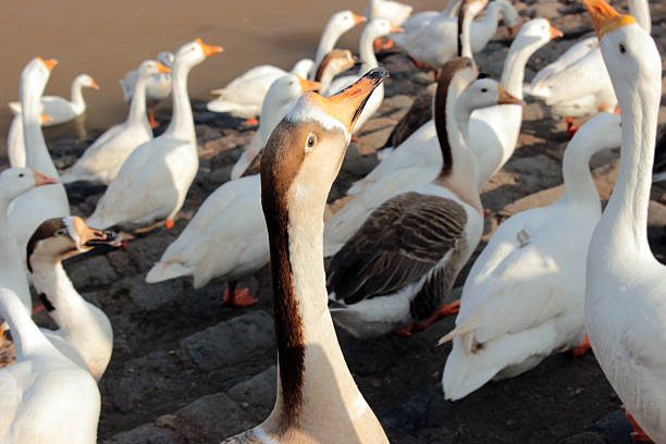 birds in almaty zoo park, Kazakhstan