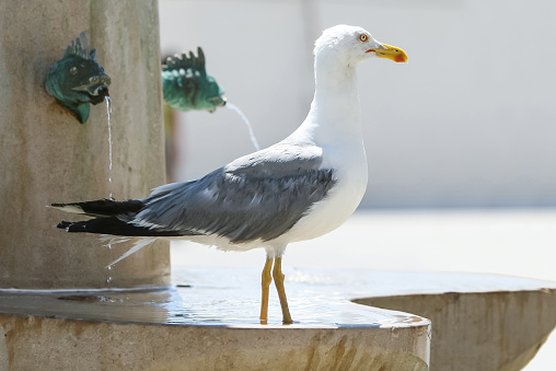 A side view of a seagull standing on water fountain in city.