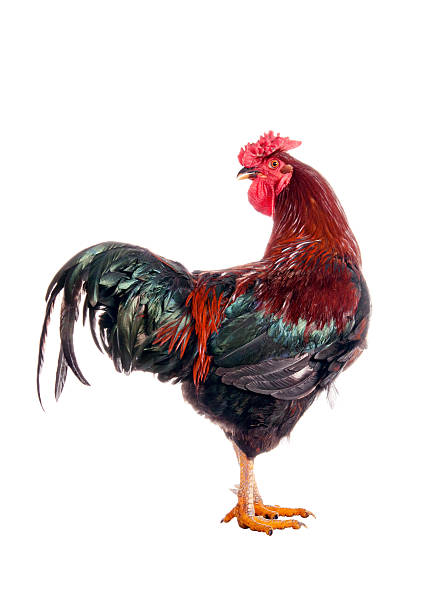 istock Rooster with a comb in the form of a rose 468874777
