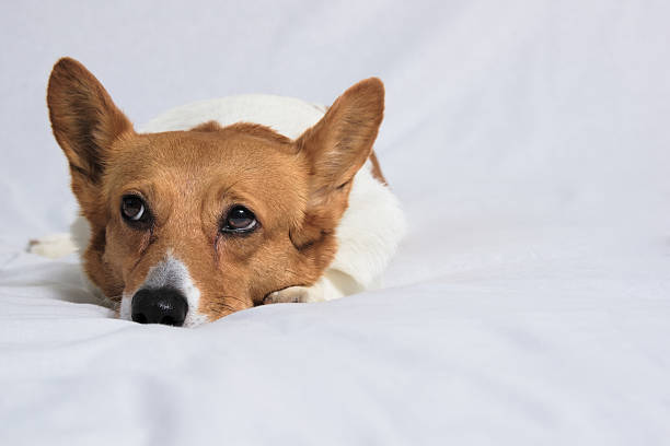 istock Lazy corgi laying with head on paws 468876558