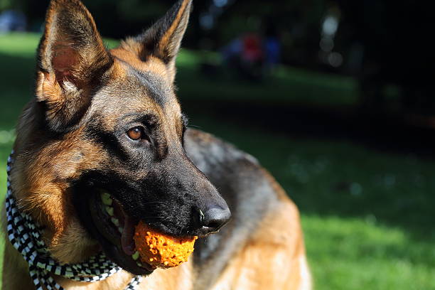 istock German shepherd dog with a ball-toy 468876584
