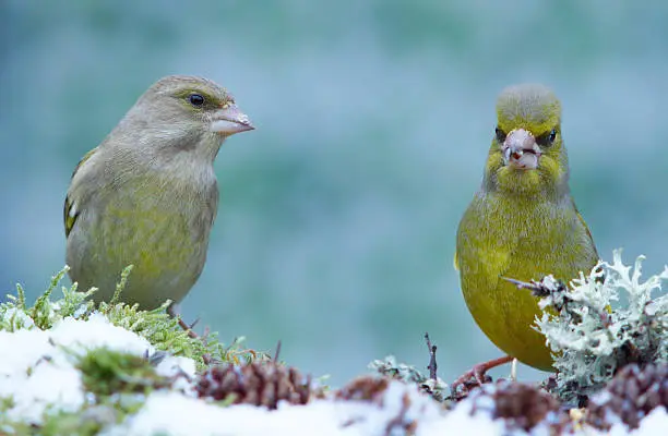 Two greenfinch`s in wintertime,Eifel,Germany.