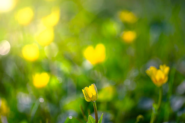 istock Morning in the field 468877332