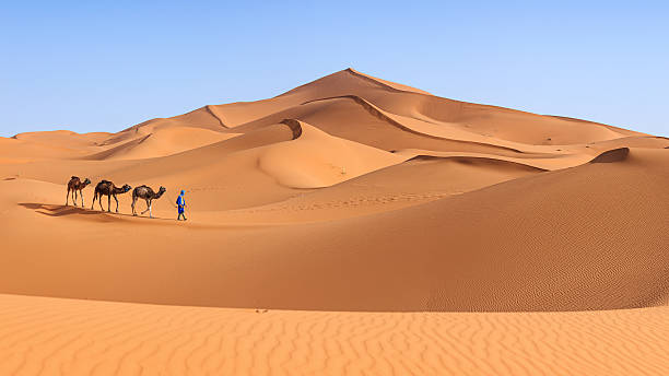 giovane tuareg con il cammello nel deserto del sahara occidentale, africa 36mpix - morocco desert camel africa foto e immagini stock